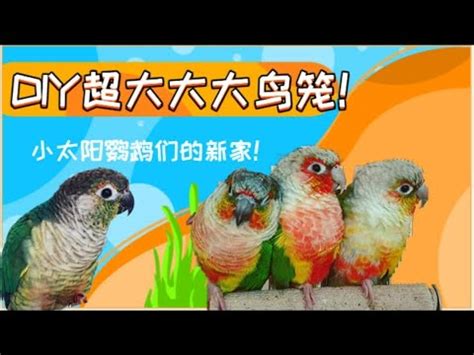 鳥籠裝飾|小太陽鸚鵡們的新家! 裝飾篇 